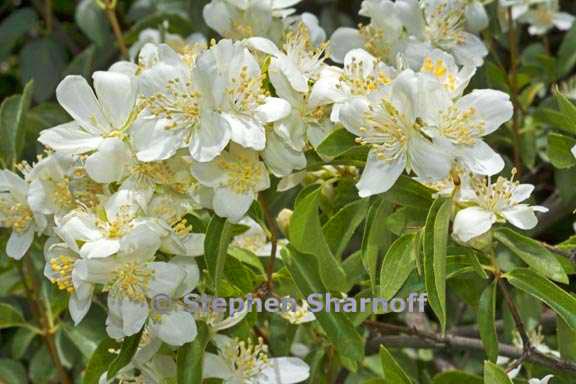 philadelphus lewisii b graphic